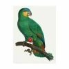 Trademark Global Barraband Parrot Of The Tropics I Canvas Art - 37 X 49