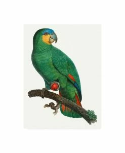 Trademark Global Barraband Parrot Of The Tropics I Canvas Art - 37 X 49