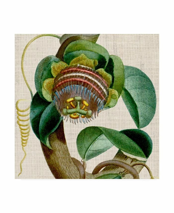 Trademark Global Vision Studio Cropped Turpin Tropicals IV Canvas Art - 15 X 20