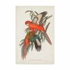 Trademark Global John Gould Tropical Parrots I Canvas Art - 15 X 20