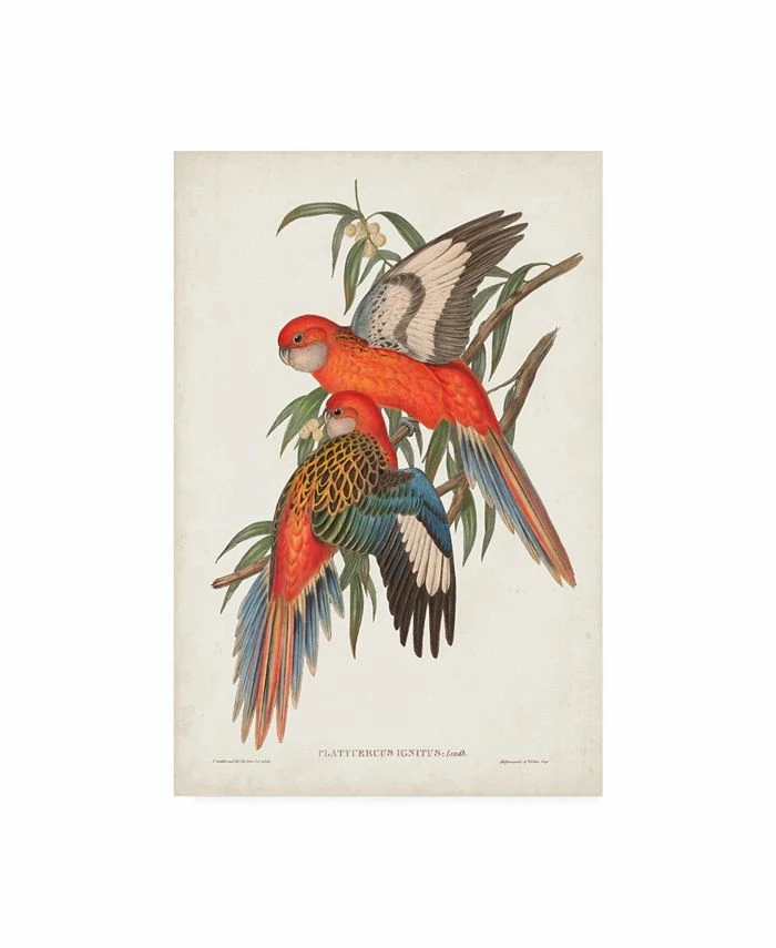 Trademark Global John Gould Tropical Parrots I Canvas Art - 15 X 20