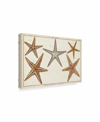 Trademark Global Denis Diderot Starfish Naturelle I Canvas Art - 20 X 25 - Image 2