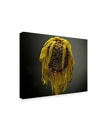 Trademark Global James Mcloughlin Studio Flowers VII Canvas Art - 20 X 25 - Image 2