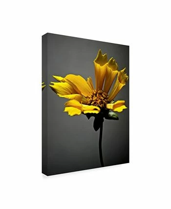 Trademark Global James Mcloughlin Studio Flowers X Canvas Art - 37 X 49 - Image 2