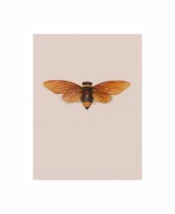 Trademark Global Incado Dineutus Canvas Art - 15.5 X 21