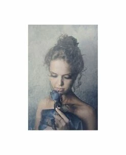 Trademark Global PhotoINC Studio Dark Rose Canvas Art - 27 X 33.5