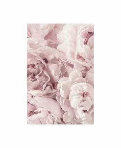 Trademark Global PhotoINC Studio Peony Flowers Canvas Art - 27 X 33.5