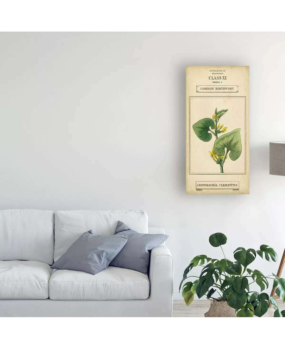 Trademark Global Vision Studio Linnaean Botany V Canvas Art - 20 X 25 - Image 3