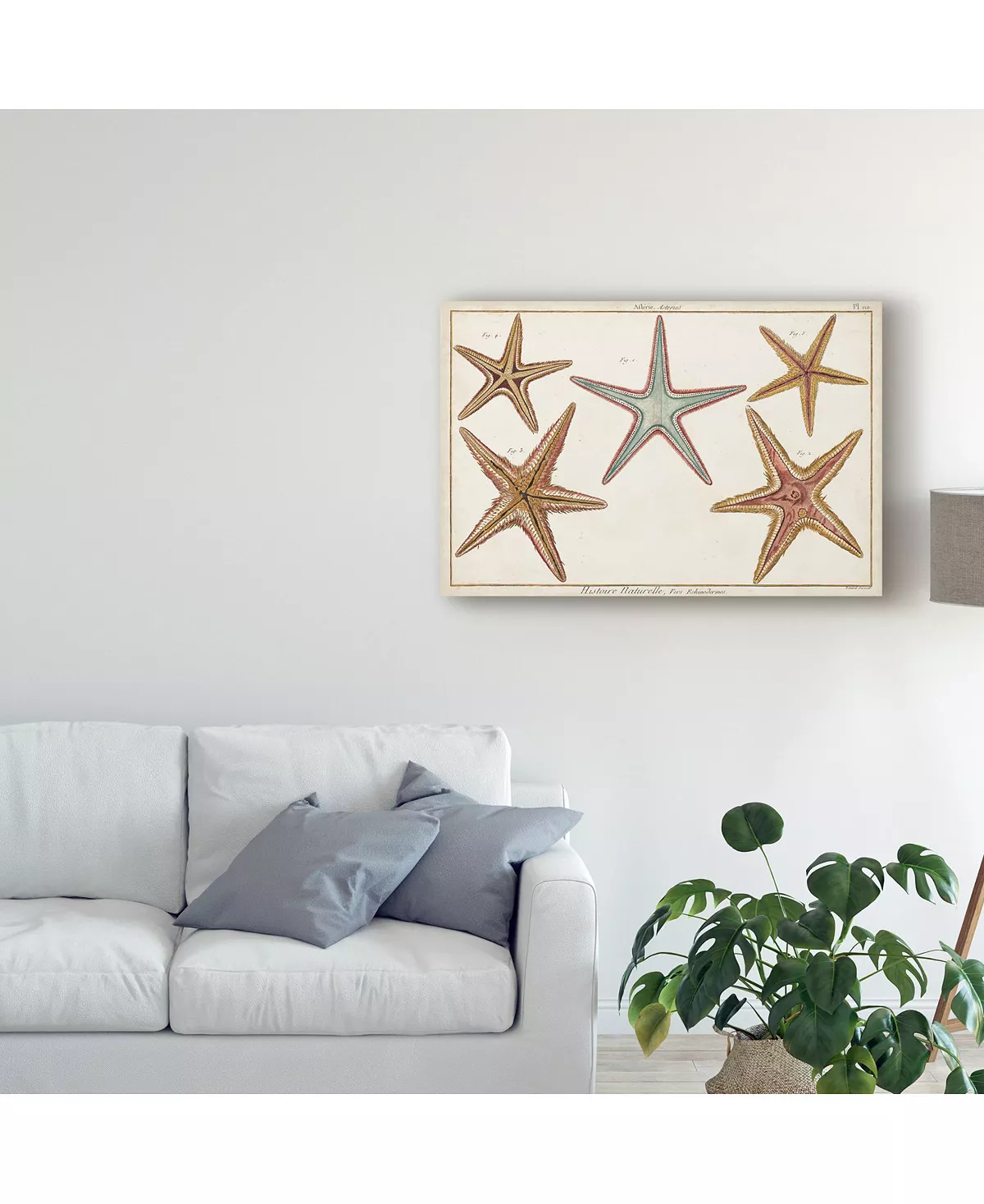 Trademark Global Denis Diderot Starfish Naturelle I Canvas Art - 20 X 25 - Image 3