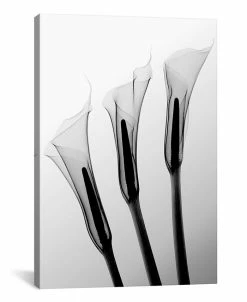 ICanvas Llas I By Hong Pham Wrapped Canvas Print - 40 X 26