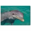 Oliver Gal Atlantic Bottlenose Dolphin By David Fleetham Canvas Art, 15 X 10
