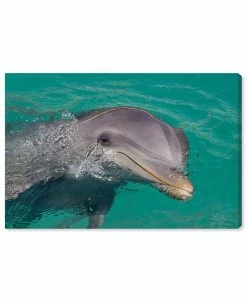 Oliver Gal Atlantic Bottlenose Dolphin By David Fleetham Canvas Art, 15 X 10