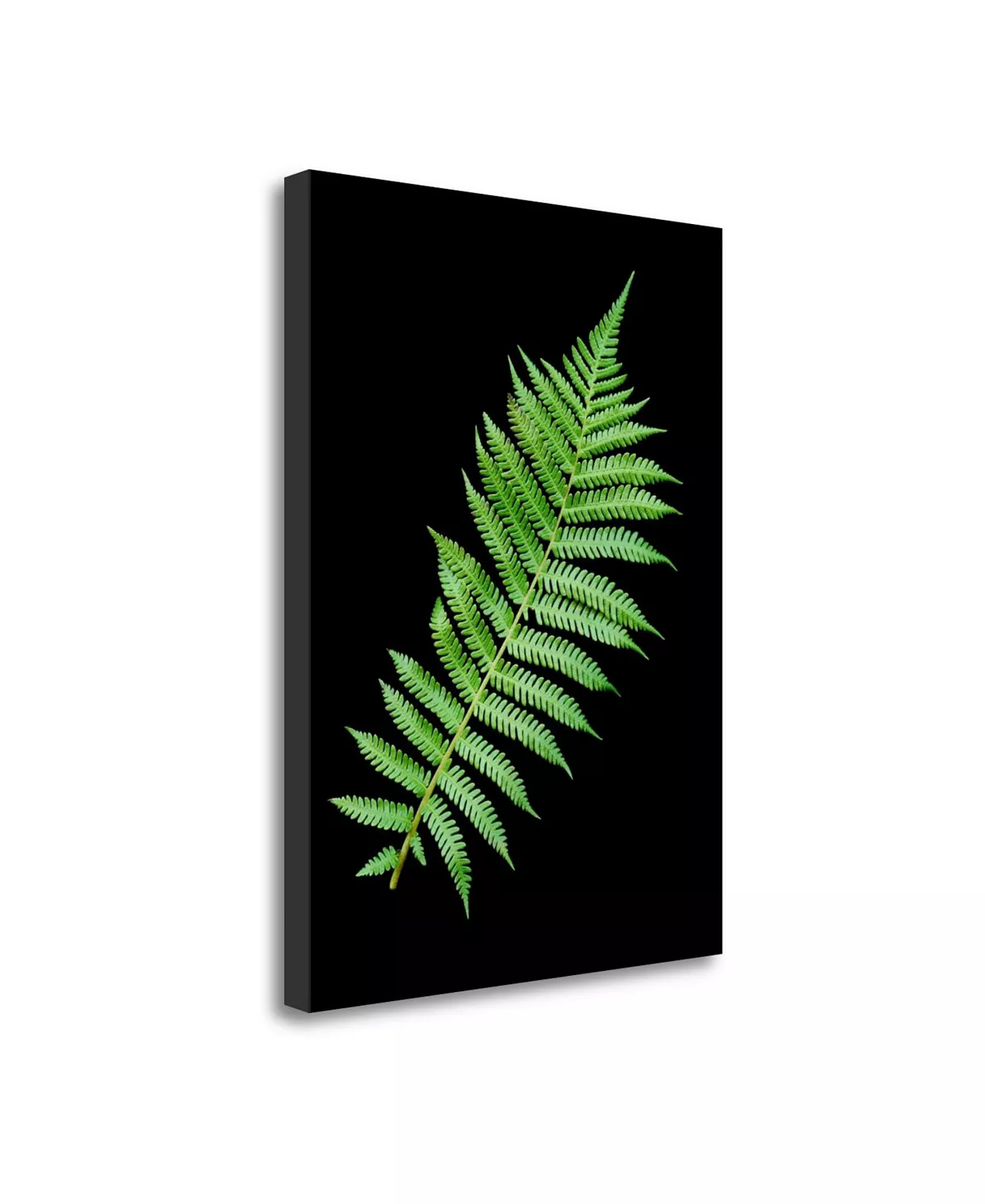 Tangletown Fine Art Color - 18 By Alan Blaustein Fine Art Giclee Print On Gallery Wrap Canvas, 28 X 38