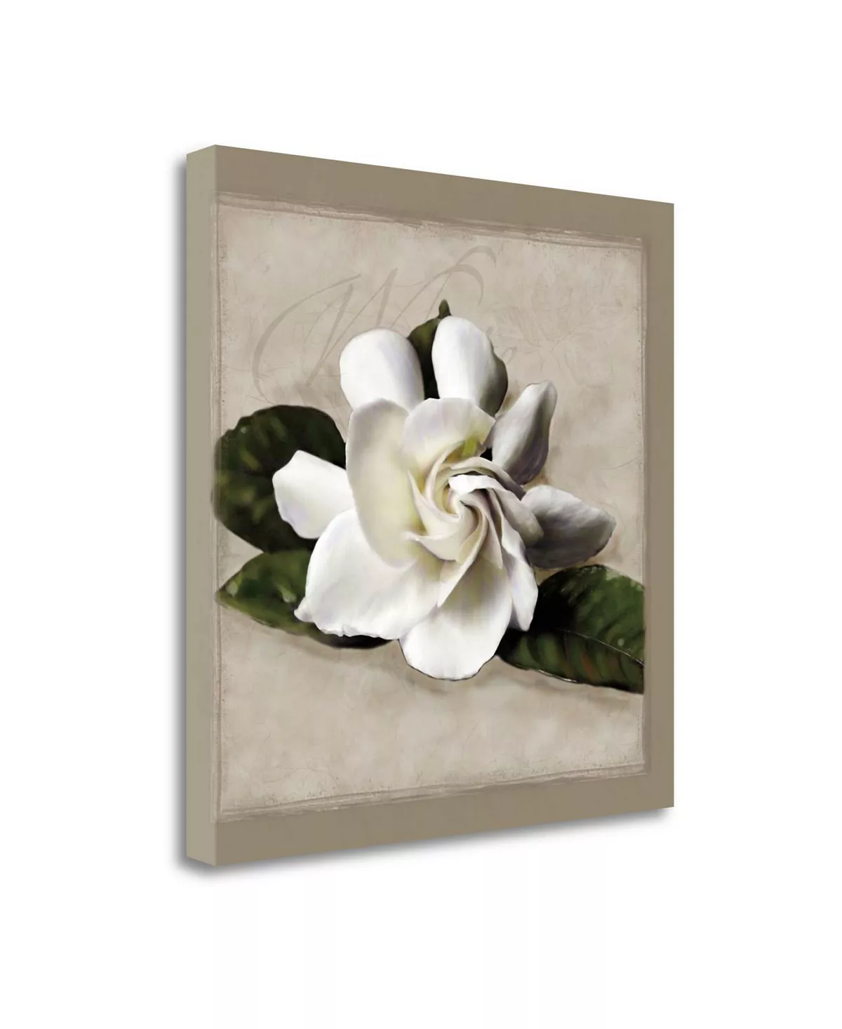 Tangletown Fine Art Botanical Gardenia By Janel Pahl Fine Art Giclee Print On Gallery Wrap Canvas, 20 X 20