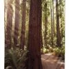 Deny Designs Bree Madden Redwoods Tapestry